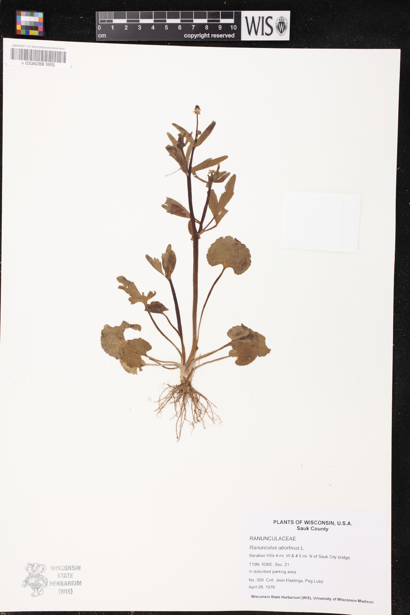 Ranunculus abortivus image
