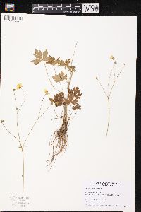 Ranunculus aquatilis var. diffusus image