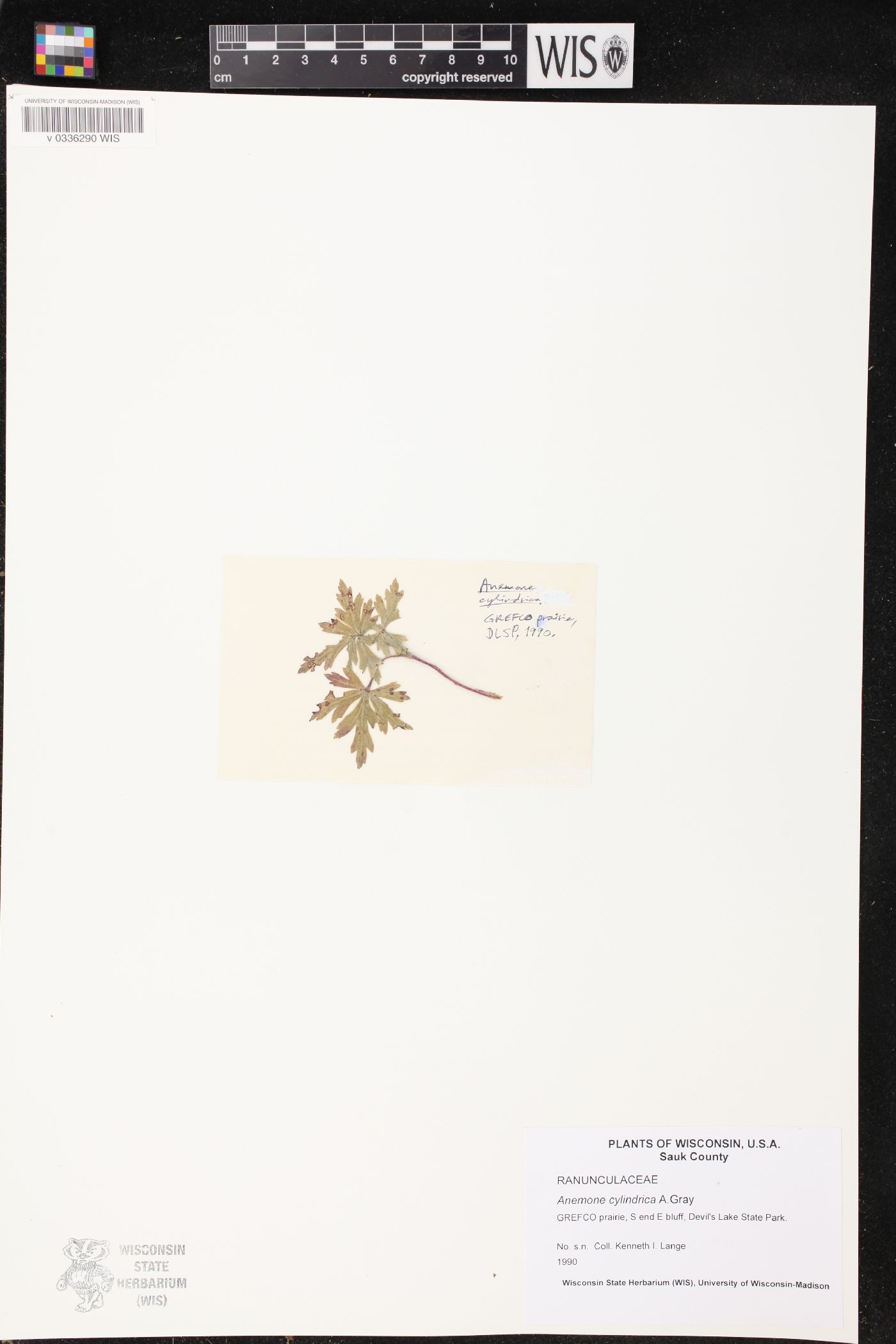 Anemone cylindrica image