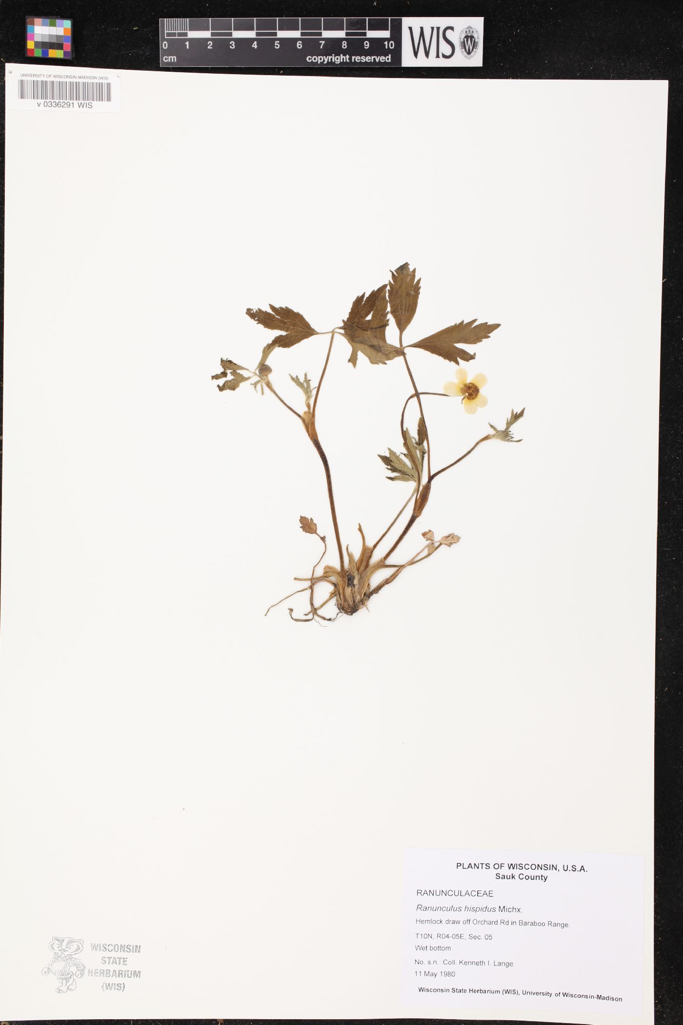 Ranunculus hispidus image