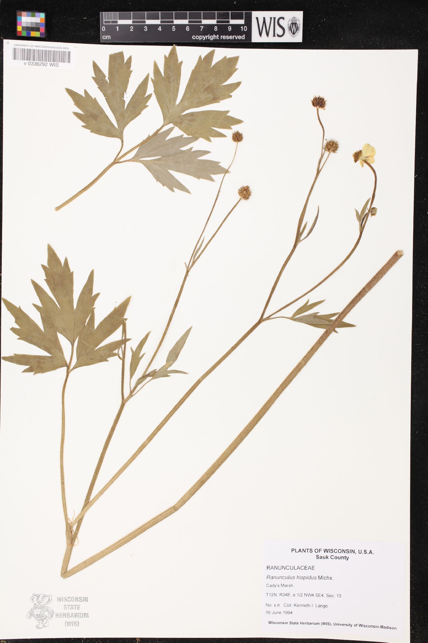 Ranunculus hispidus image