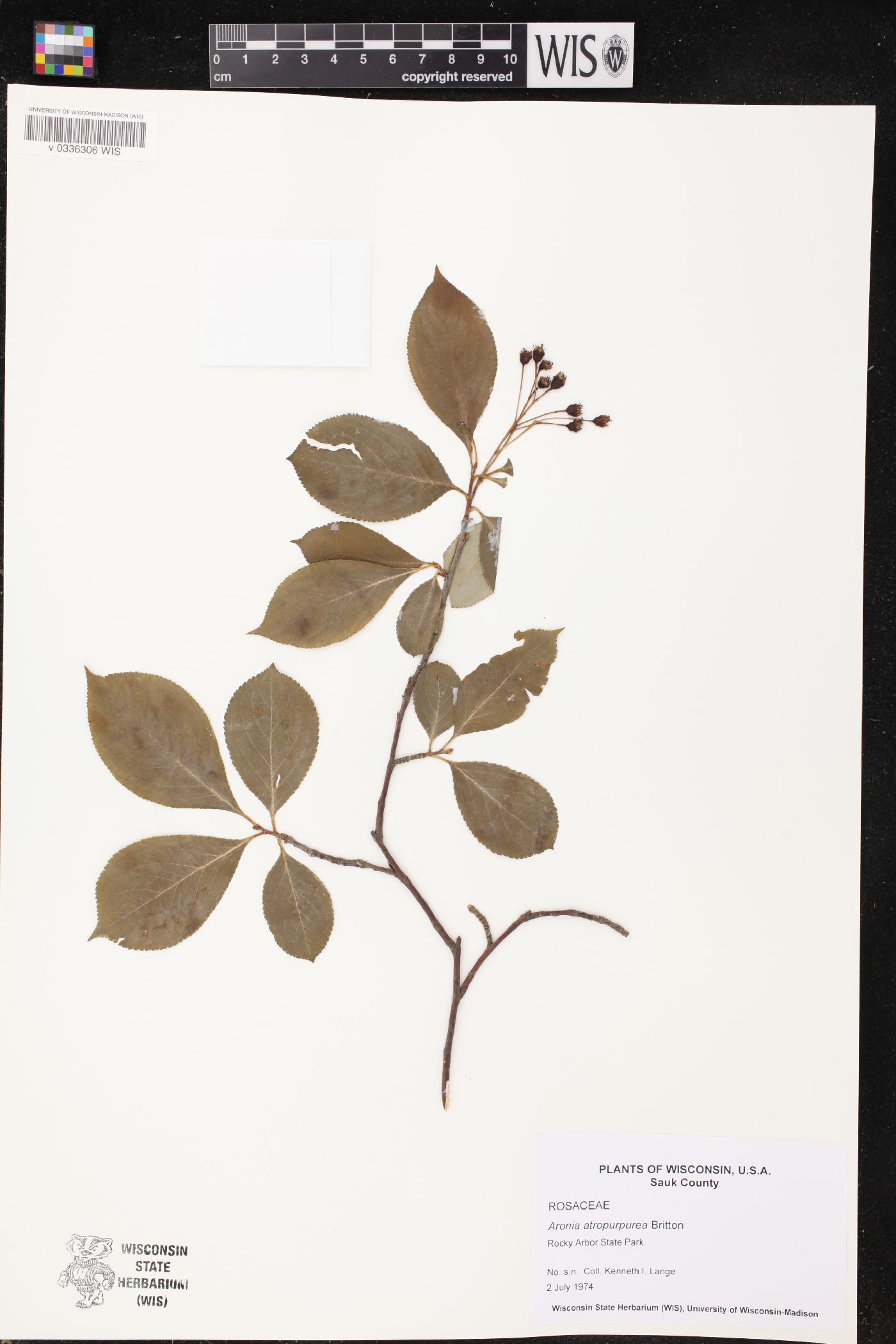 Aronia x prunifolia image