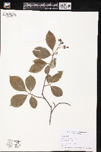 Aronia atropurpurea image