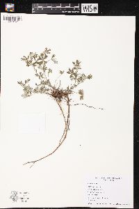 Potentilla argentea image