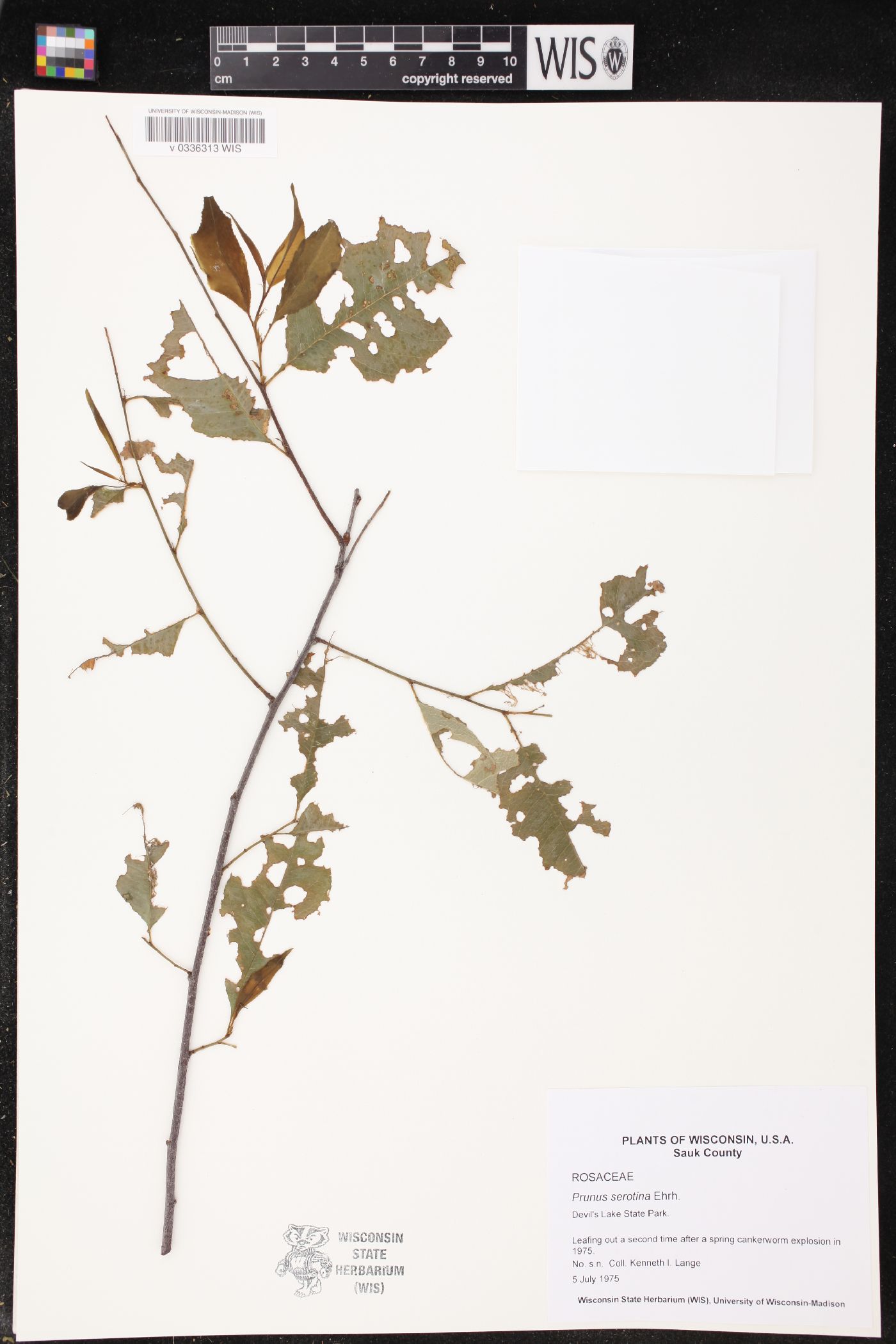 Prunus serotina image