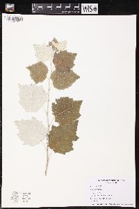 Populus alba image