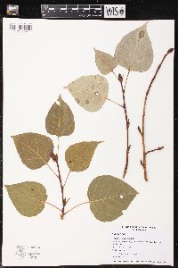 Populus balsamifera image