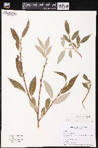 Salix × fragilis image