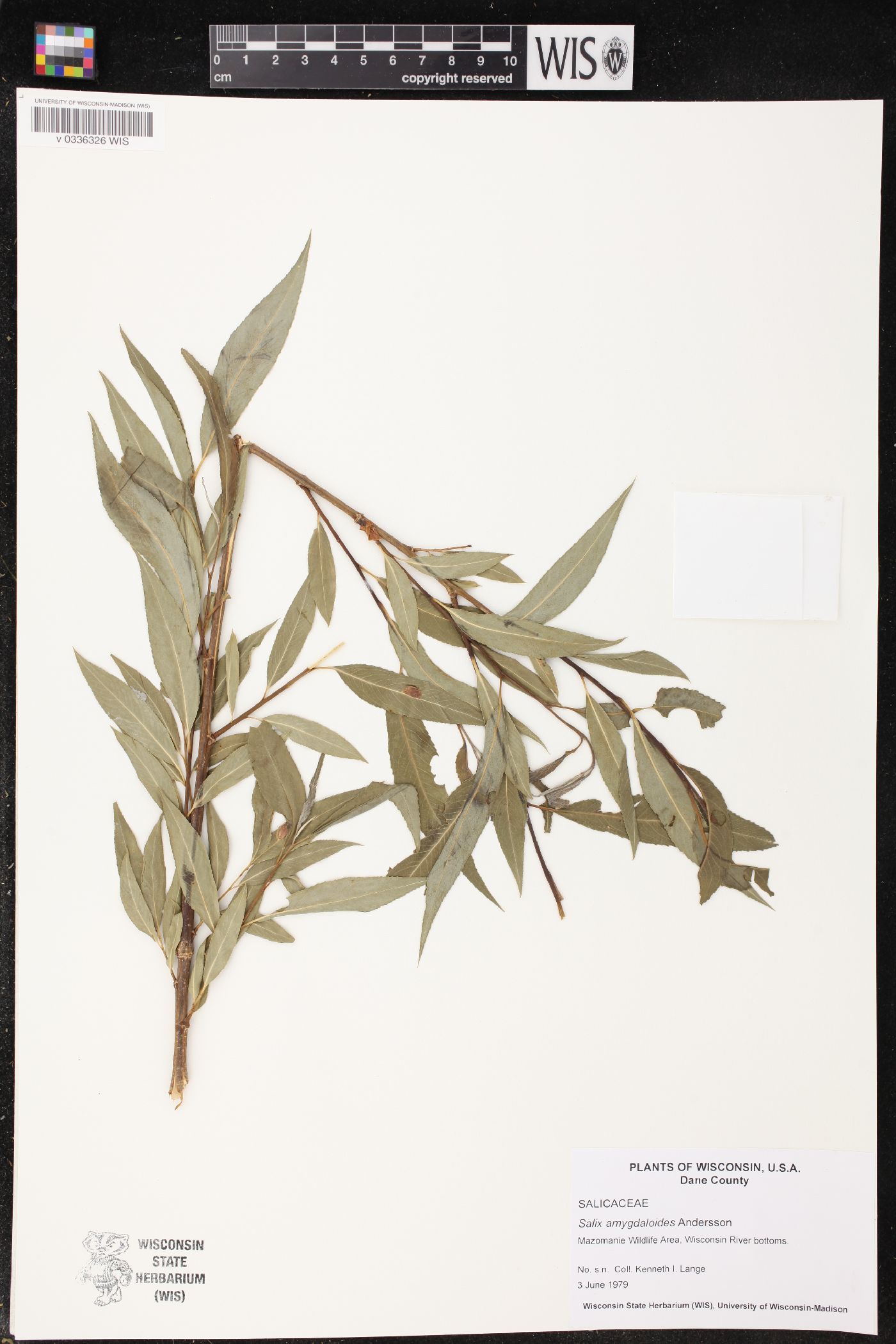 Salix amygdaloides image