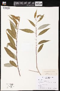 Salix amygdaloides image