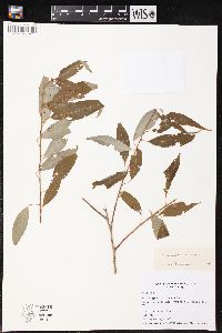 Salix amygdaloides image