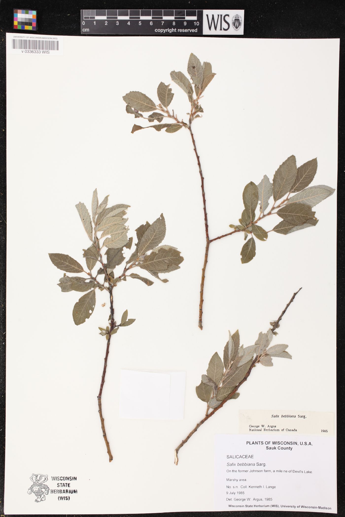 Salix bebbiana image
