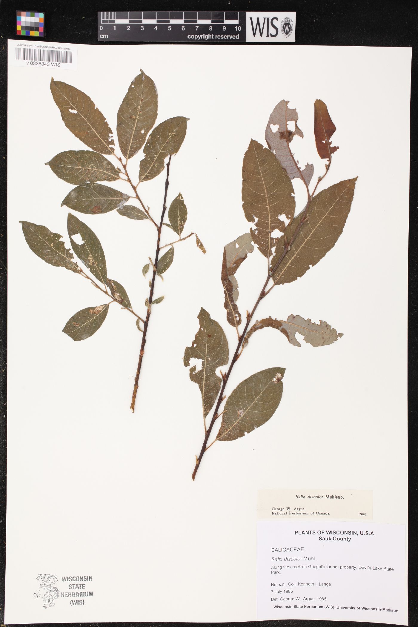 Salix discolor image