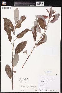 Salix × conifera image