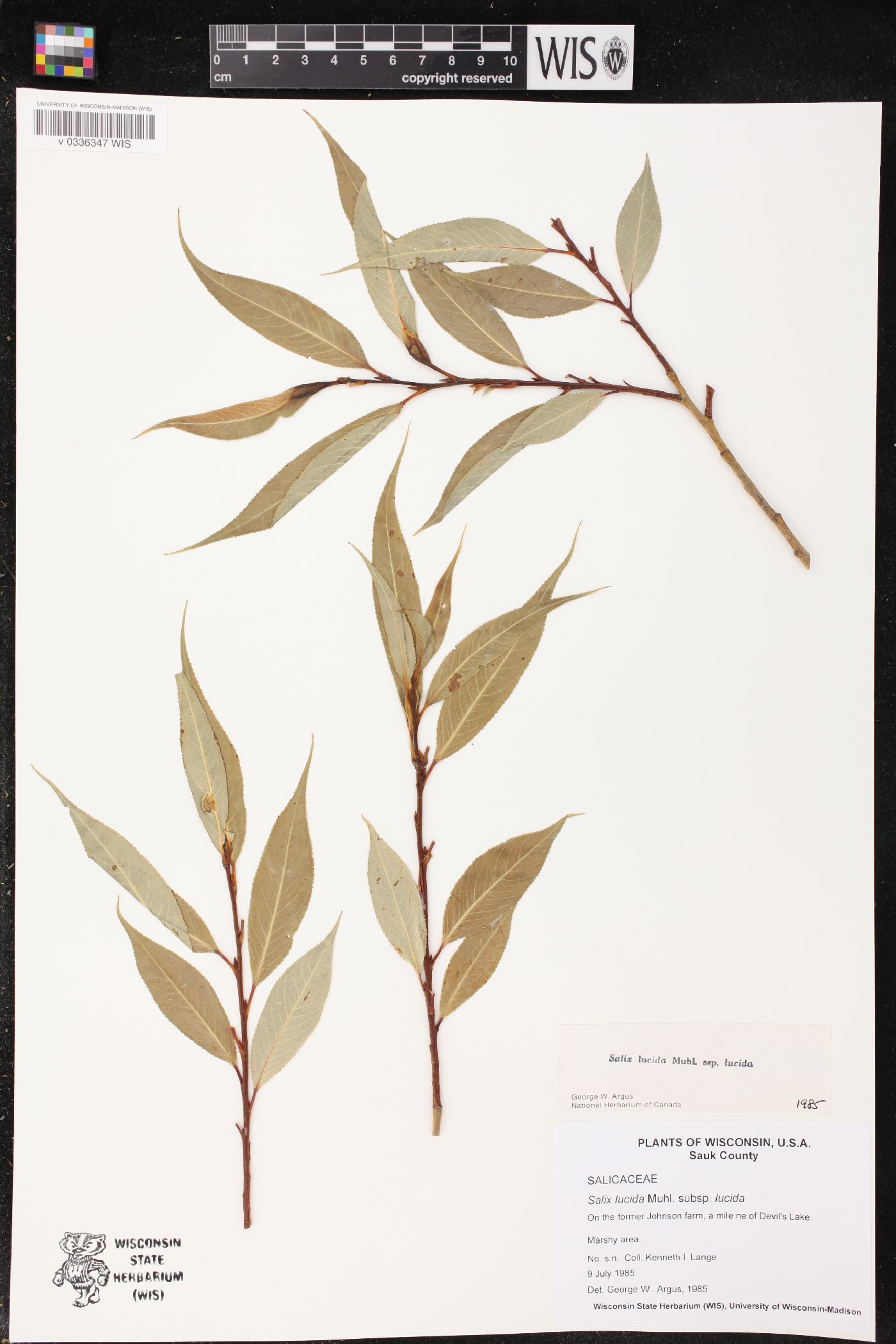 Salix lucida image