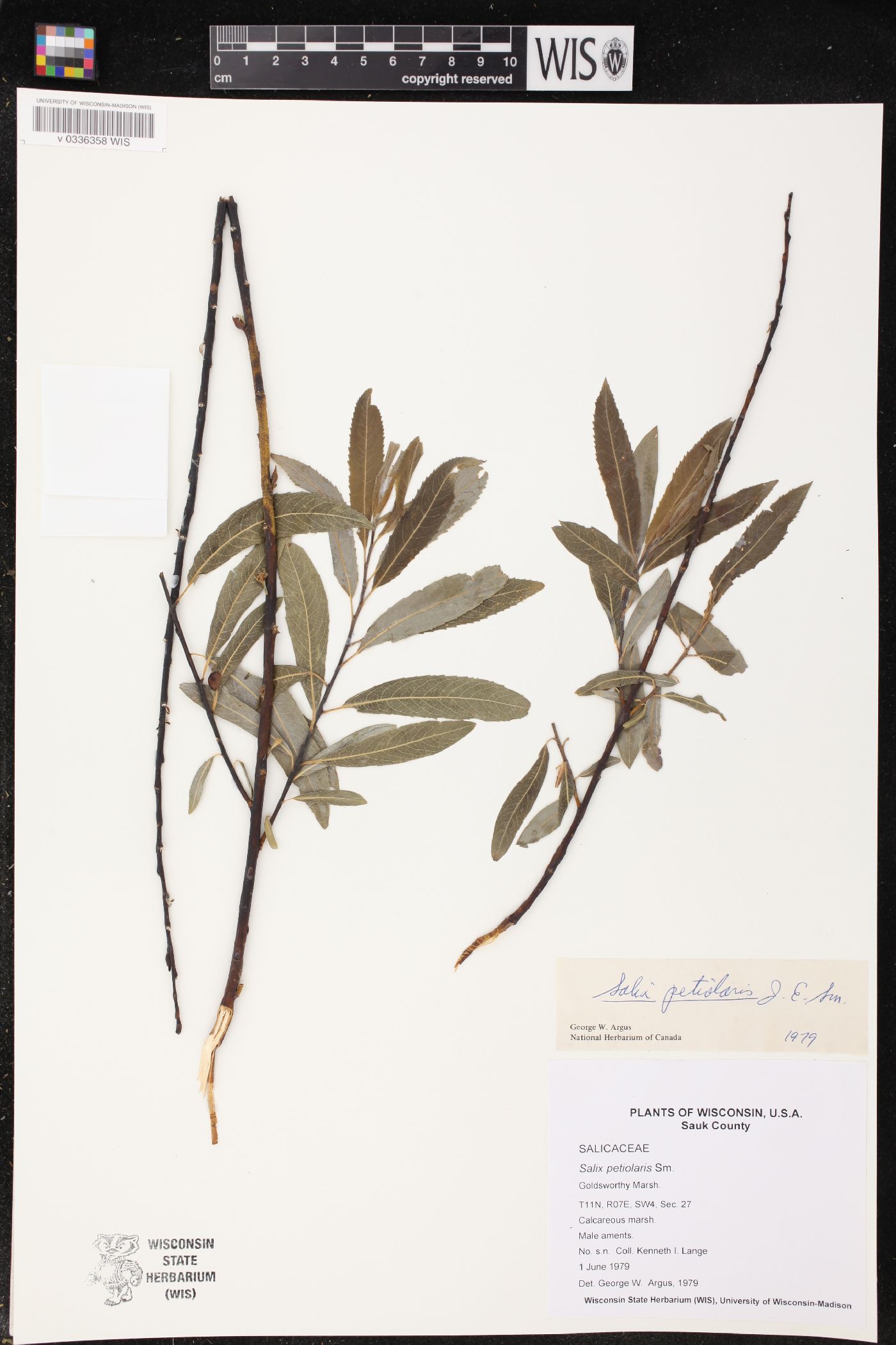 Salix petiolaris image