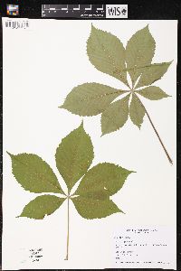 Aesculus glabra image
