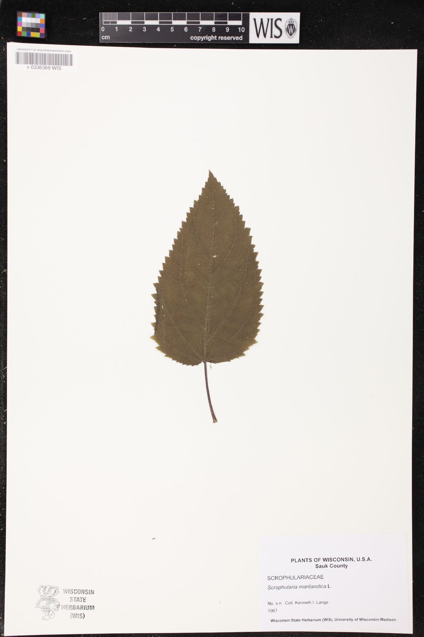 Scrophularia marilandica image