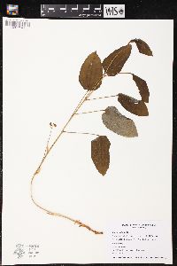 Smilax ecirrhata image