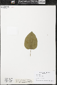 Smilax lasioneura image
