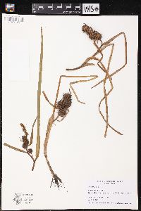 Sparganium erectum image