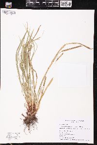 Carex debilis subsp. rudgei image