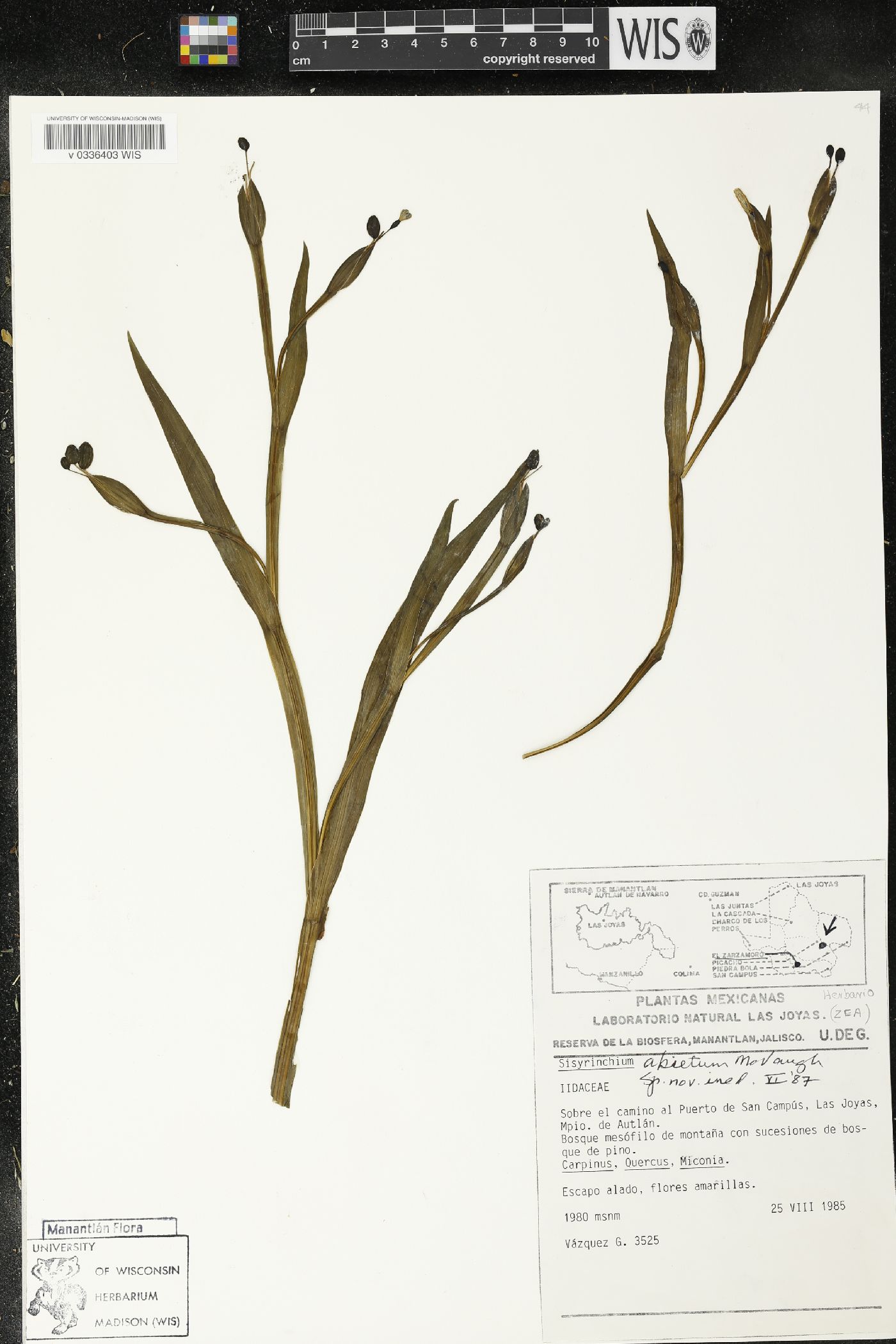 Sisyrinchium abietum image