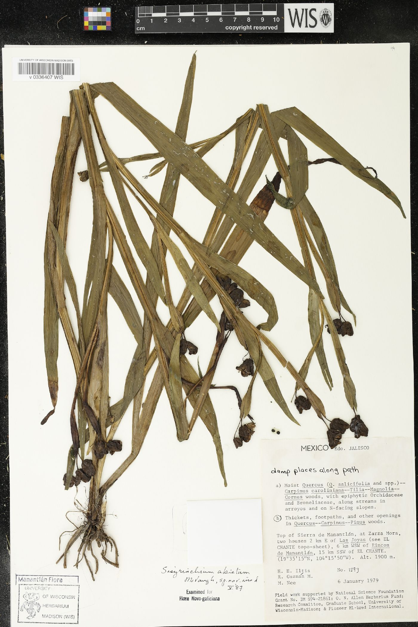 Sisyrinchium abietum image