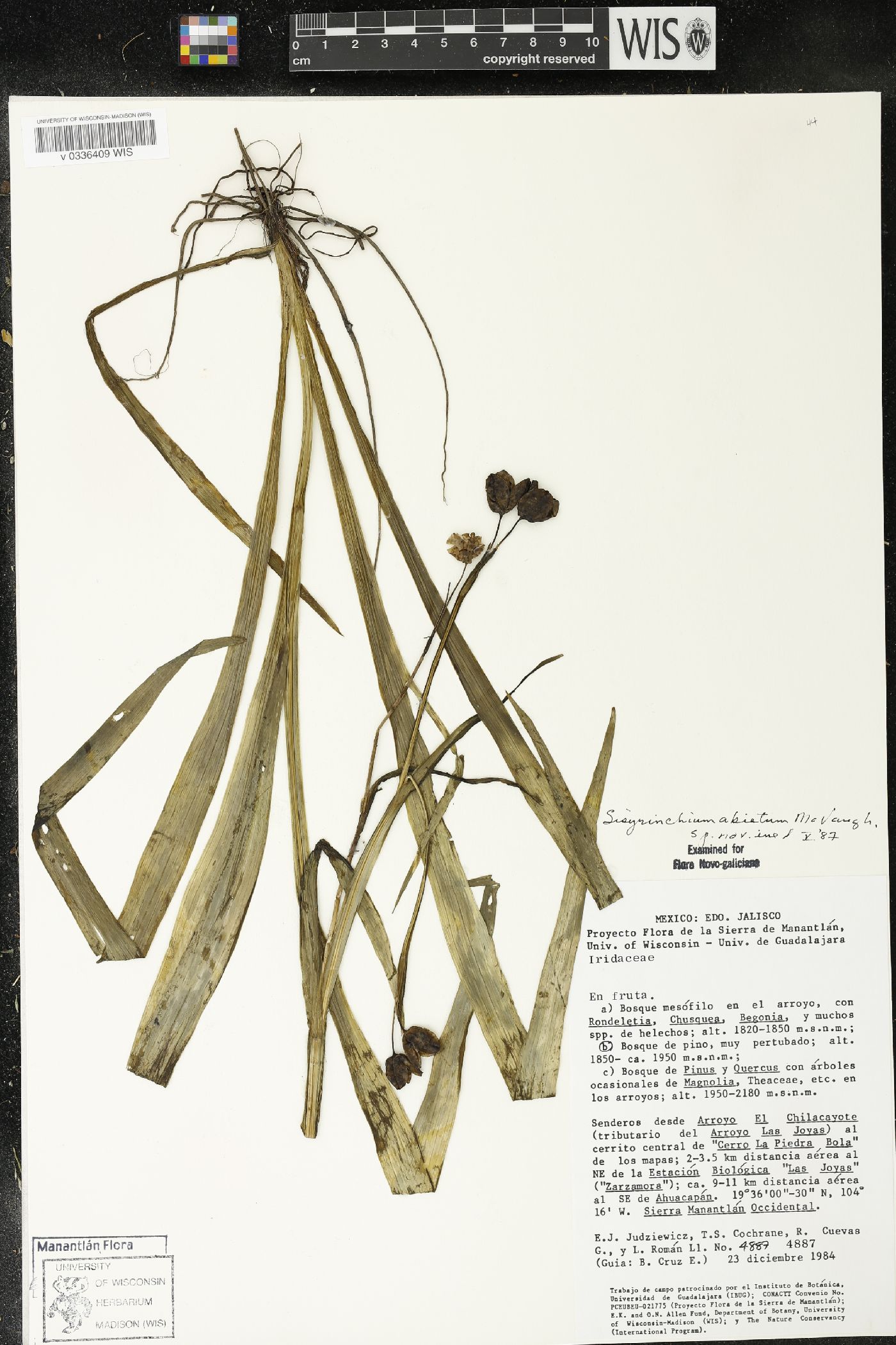 Sisyrinchium abietum image