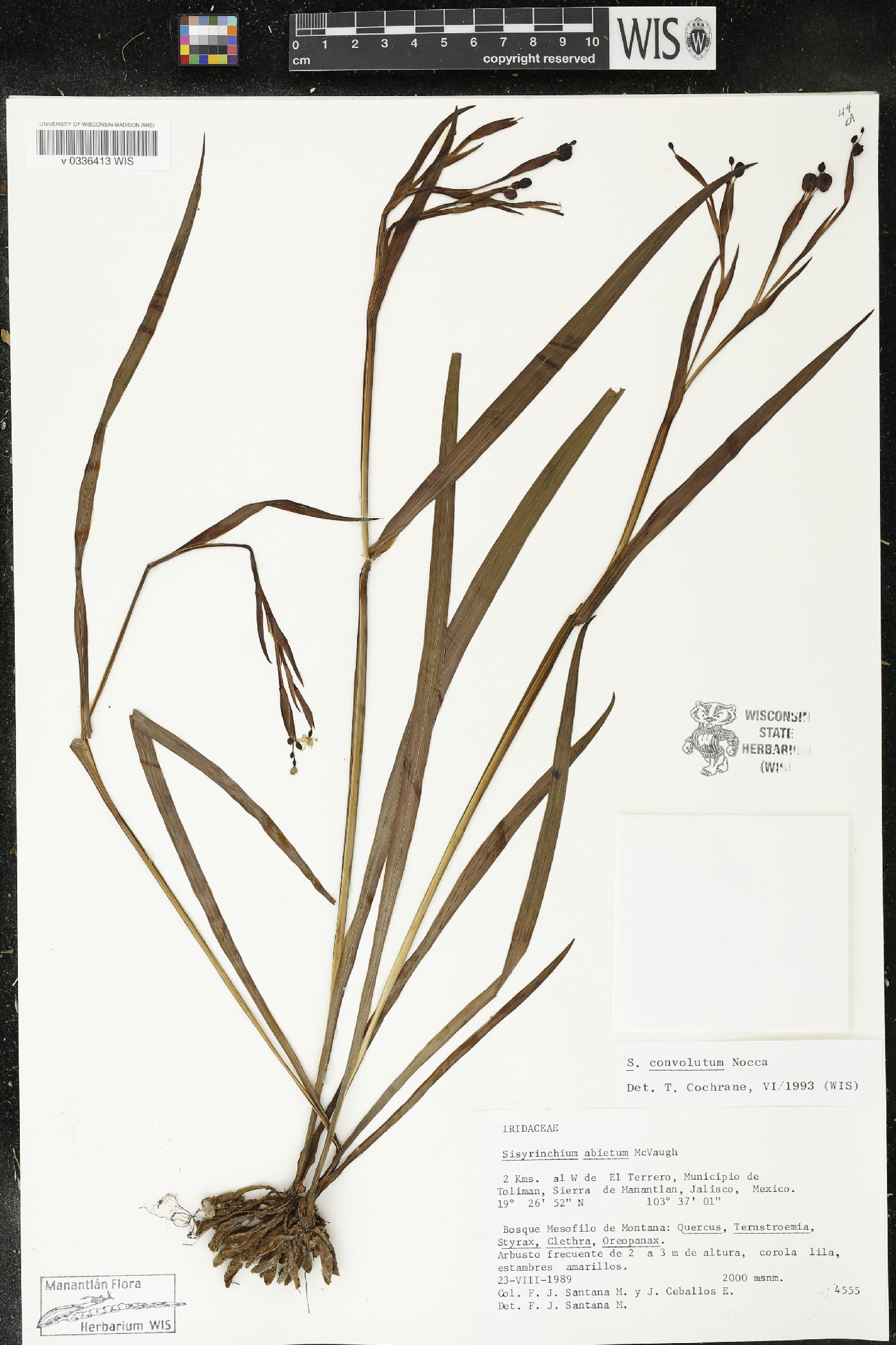 Sisyrinchium convolutum image
