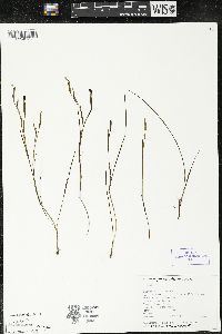 Sisyrinchium palmeri image