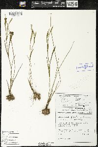 Sisyrinchium palmeri image