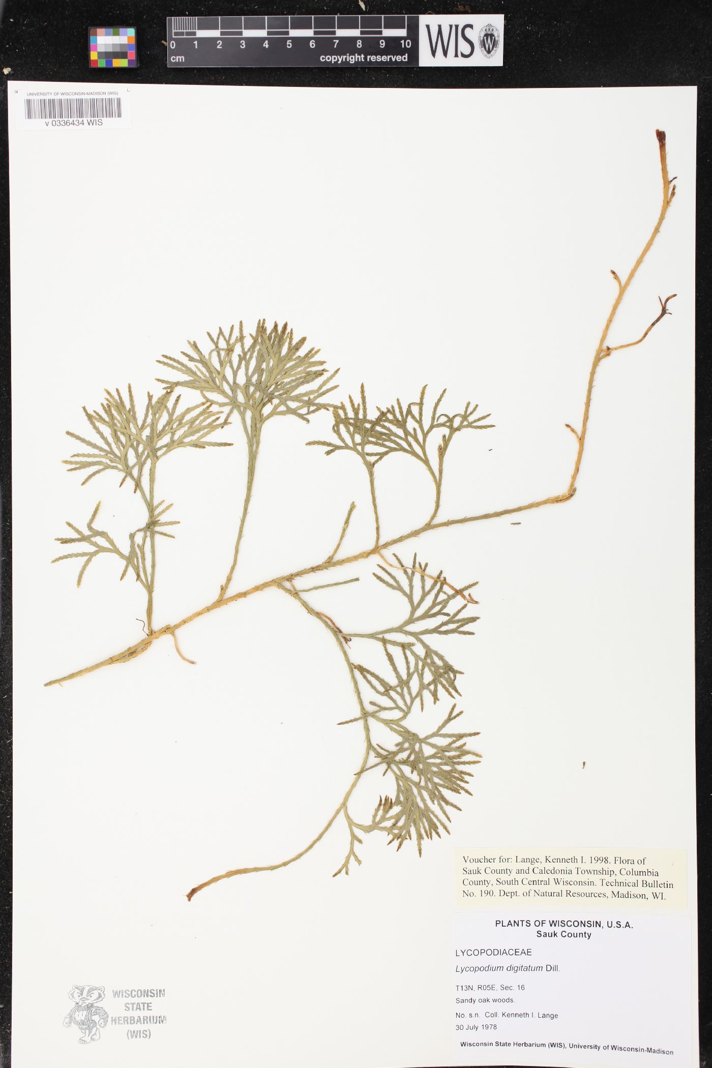 Diphasiastrum digitatum image