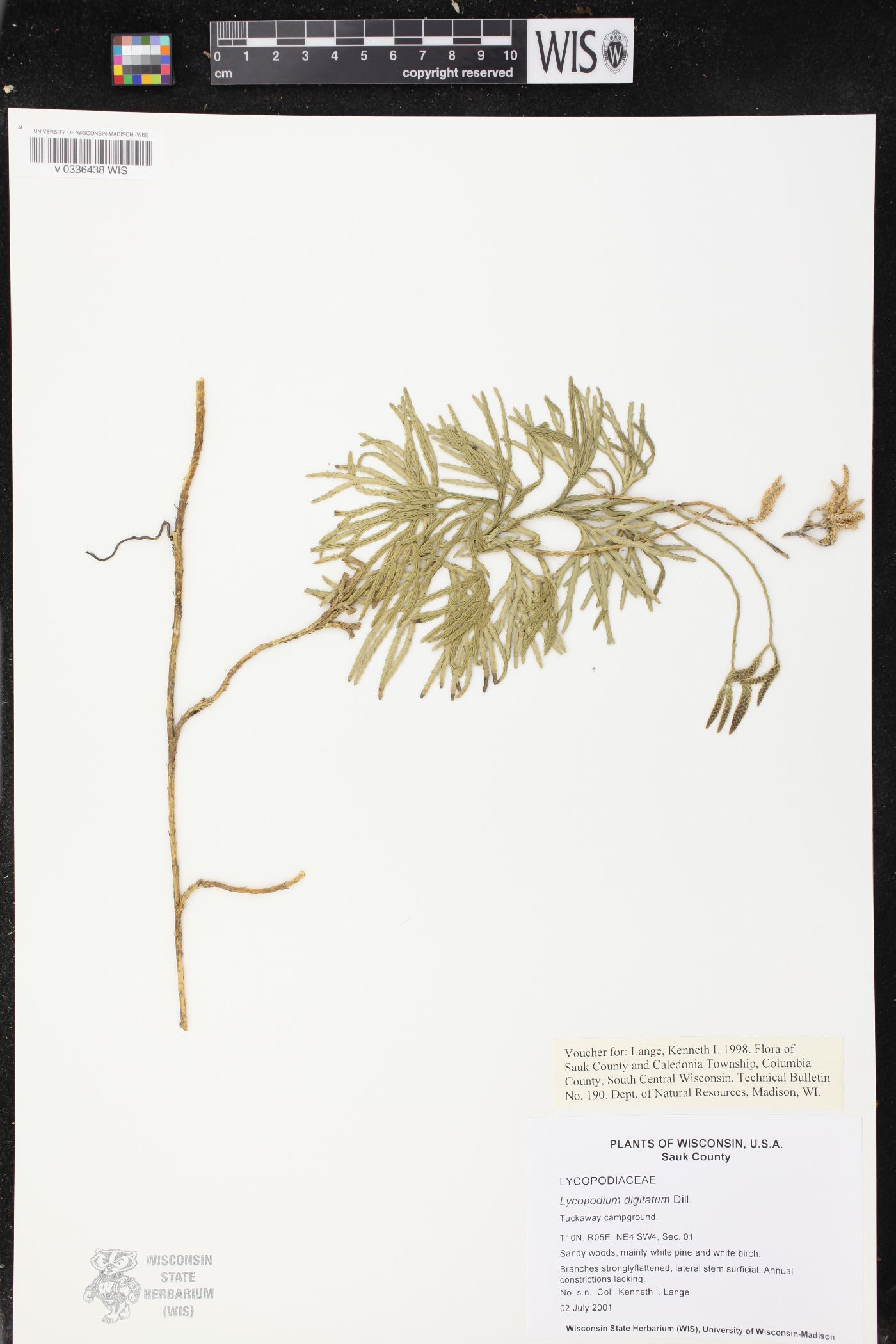 Diphasiastrum digitatum image