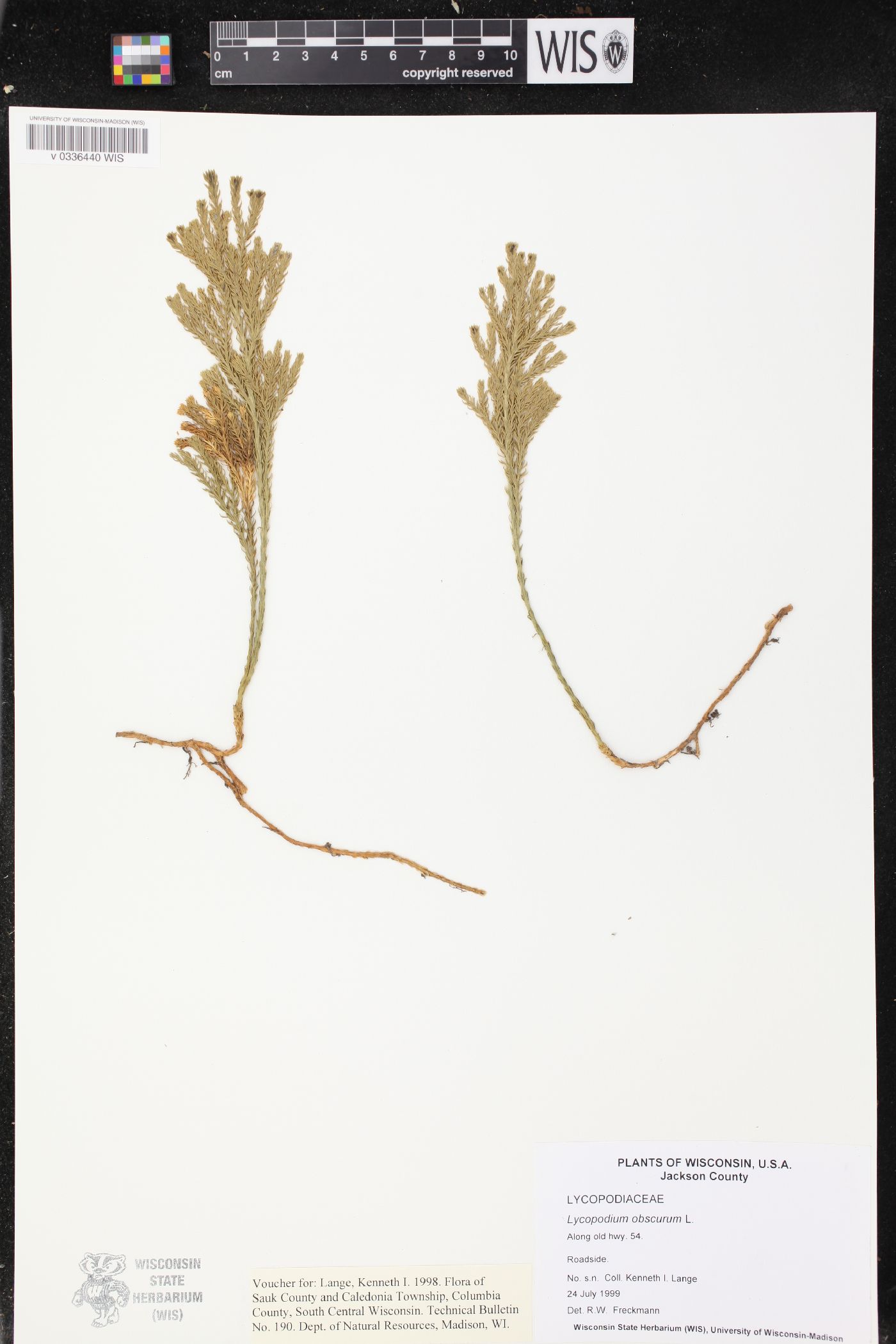 Dendrolycopodium obscurum image