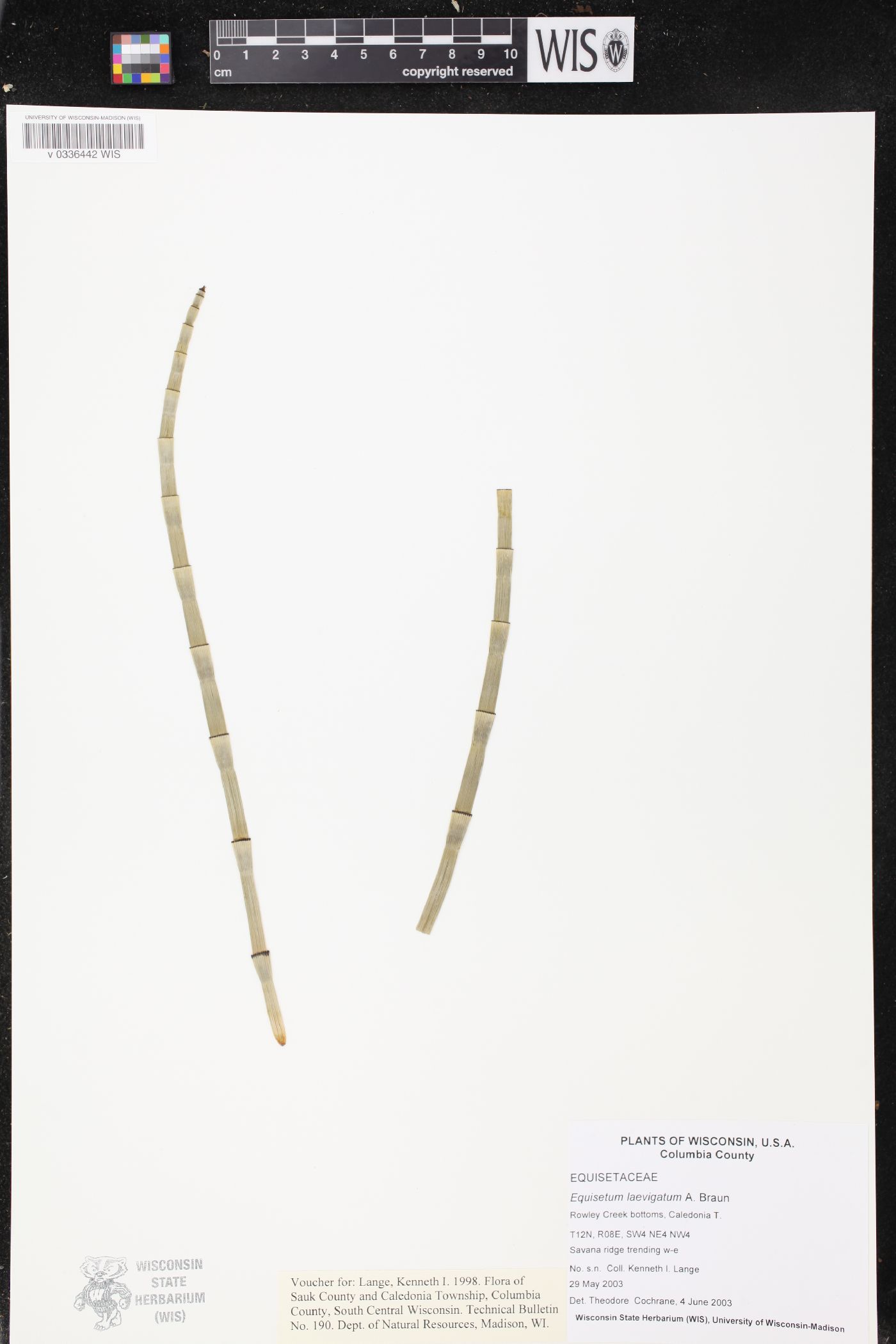 Equisetum laevigatum image