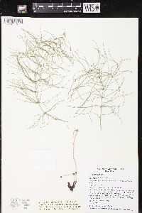 Equisetum pratense image