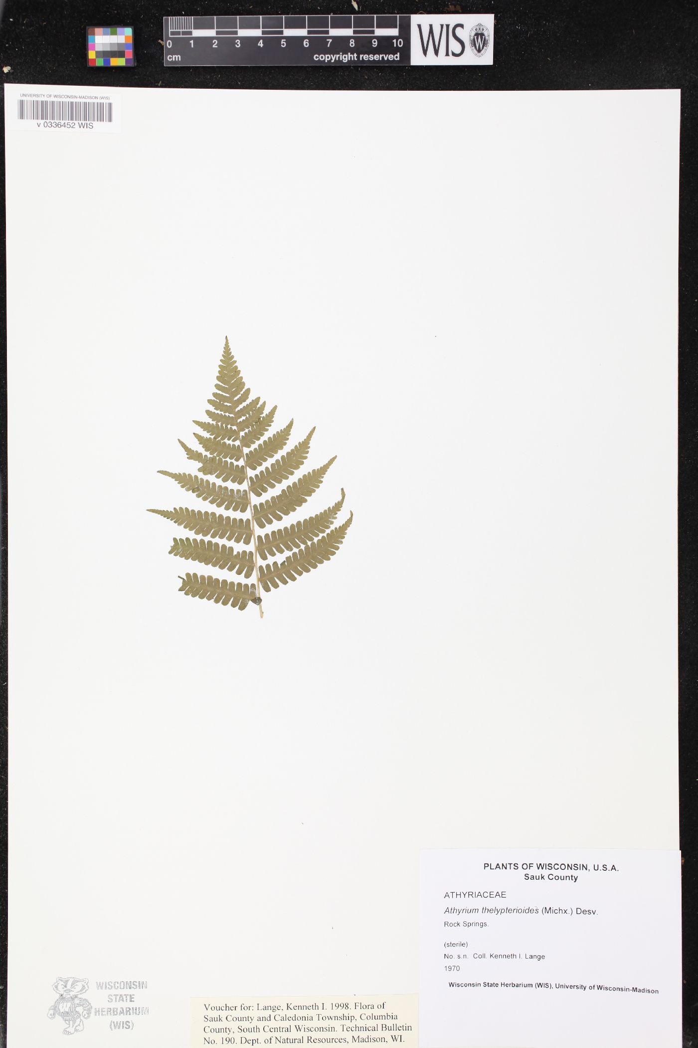 Deparia acrostichoides image