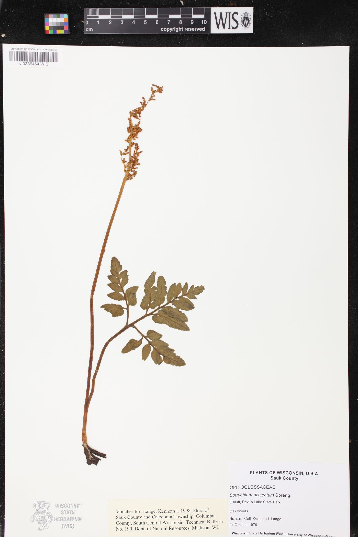 Sceptridium dissectum image