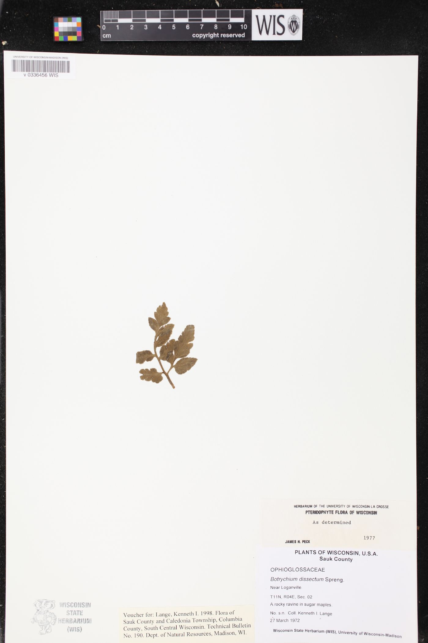 Sceptridium dissectum image