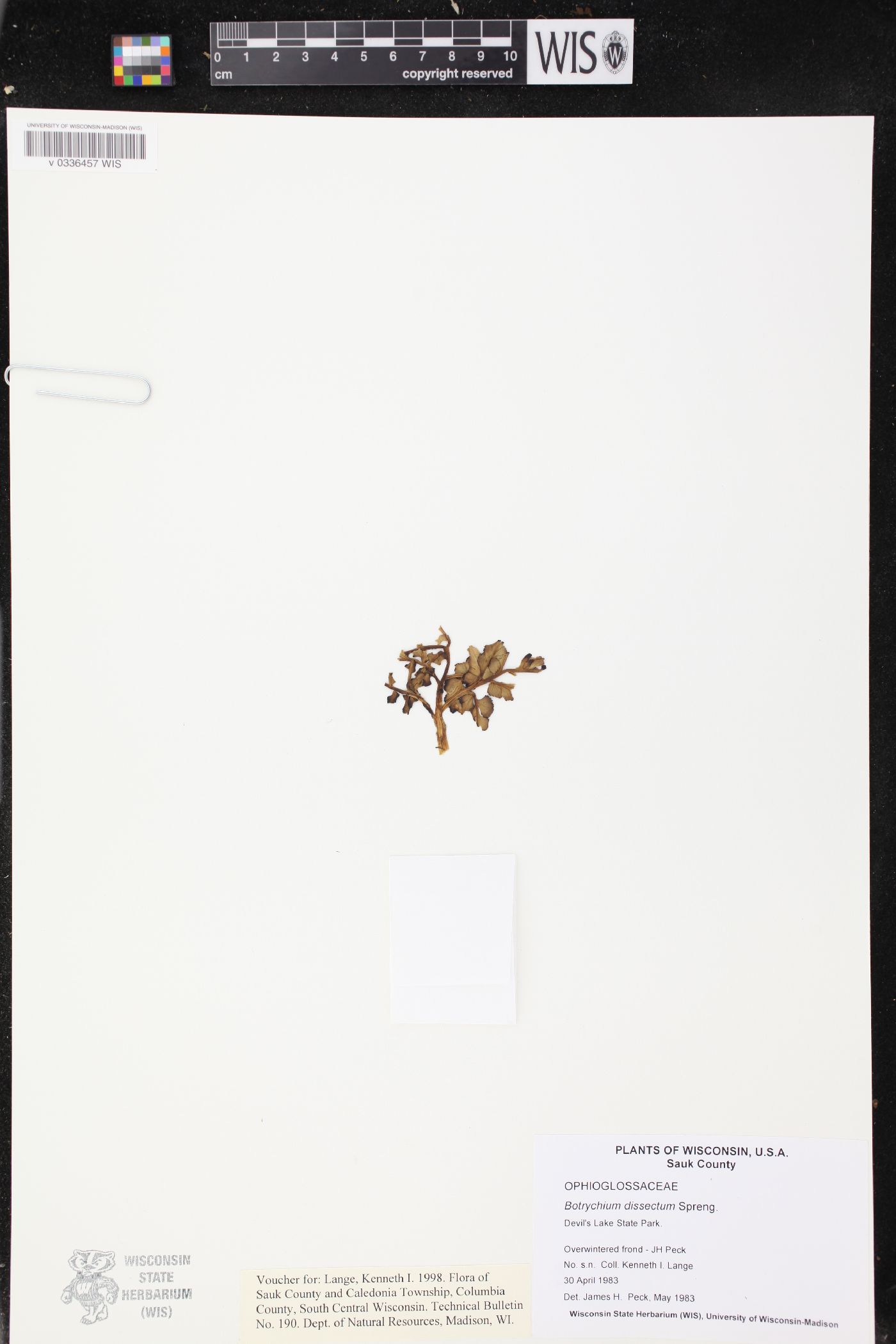 Sceptridium dissectum image