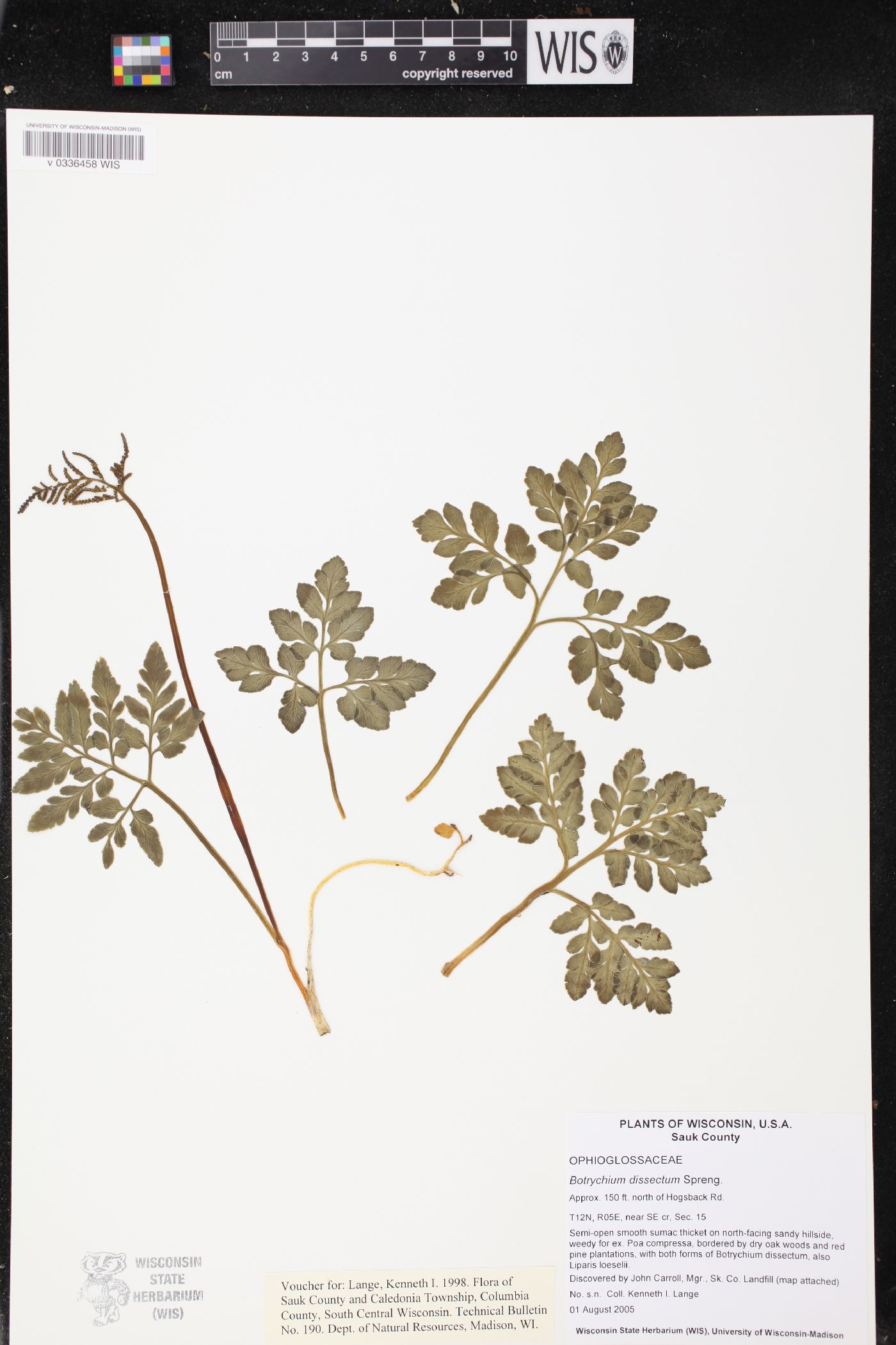 Sceptridium dissectum image