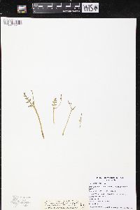 Botrychium matricariifolium image