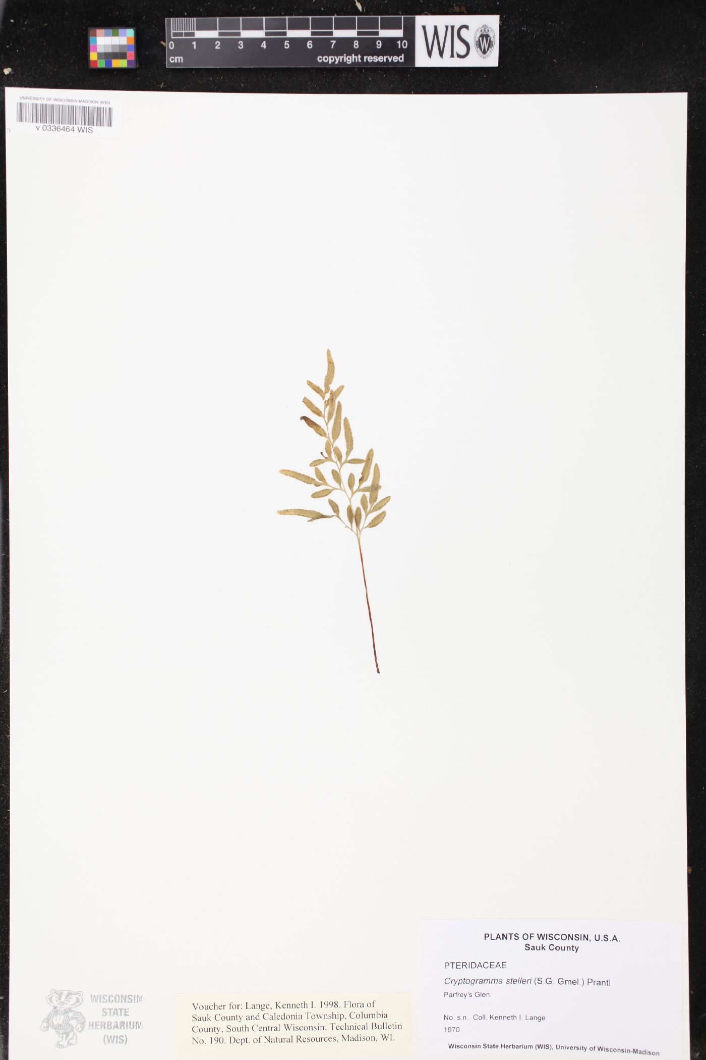 Cryptogramma stelleri image