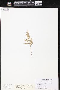 Cryptogramma stelleri image