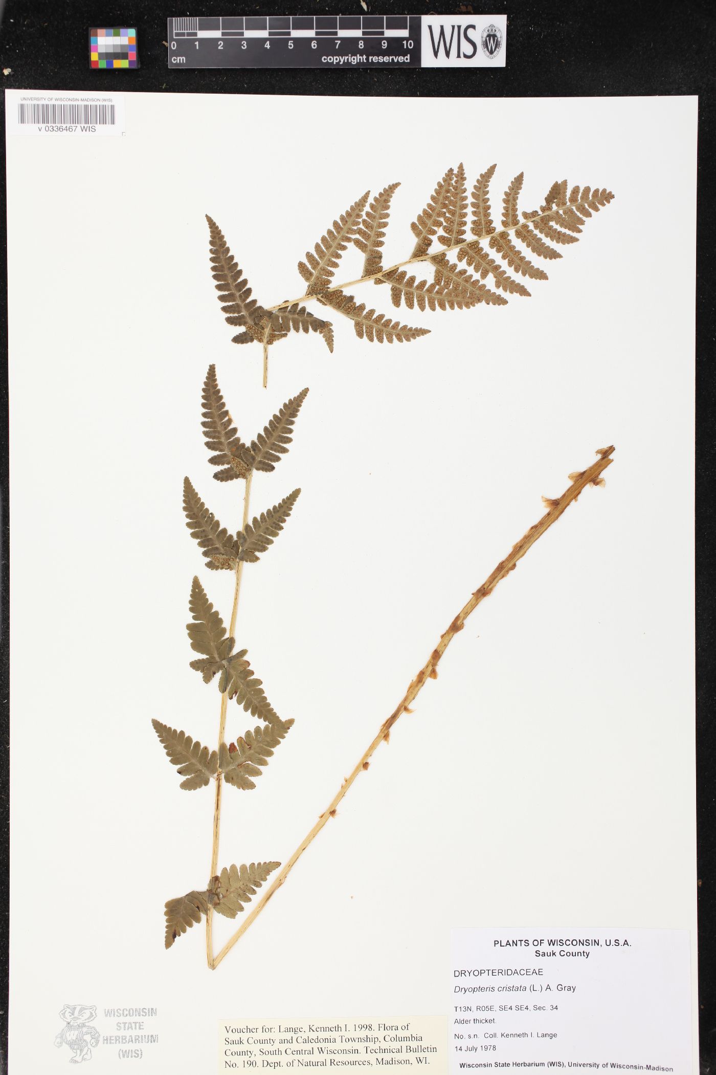 Dryopteris cristata image