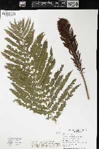 Matteuccia struthiopteris image
