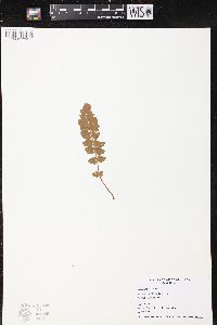 Woodsia ilvensis image