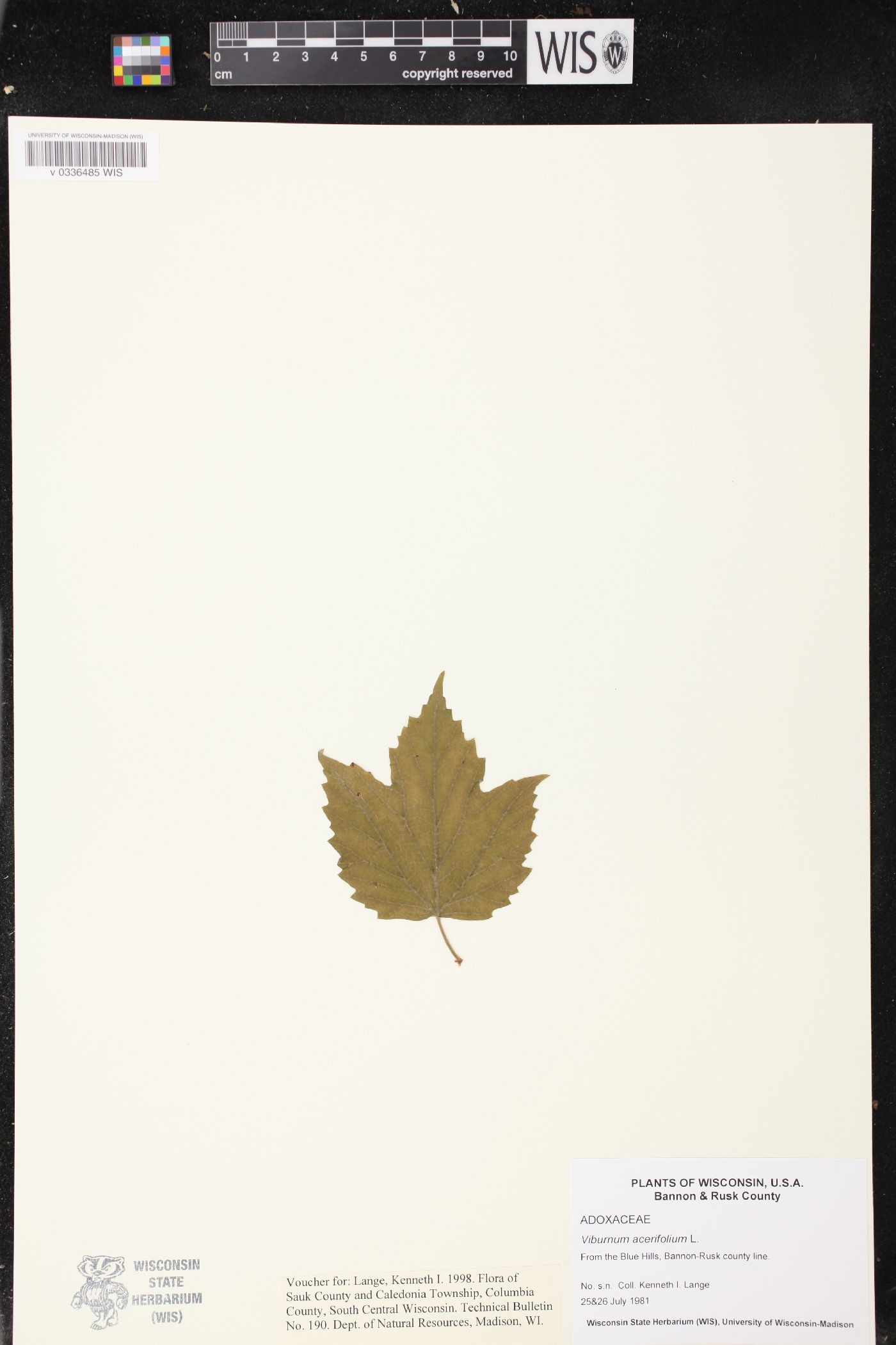 Viburnum acerifolium image