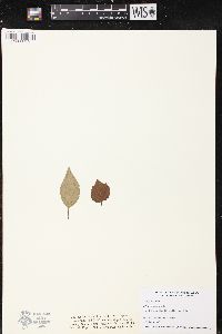 Viburnum edule image